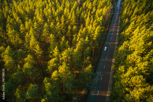 Aerial view on pine forest, road surrounded with pine trees from above © Aleksandrs Muiznieks