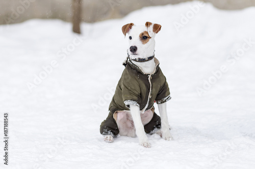 Jack Russell in clothes in the winter on walk photo