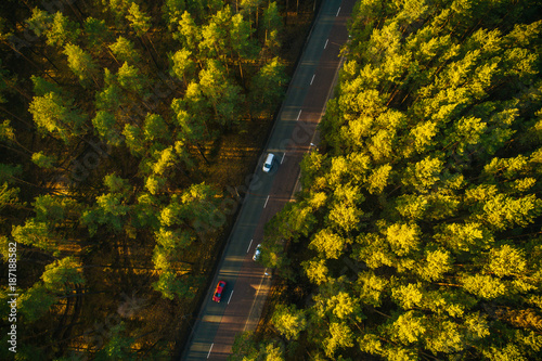 Aerial view on pine forest, road surrounded with pine trees from above © Aleksandrs Muiznieks