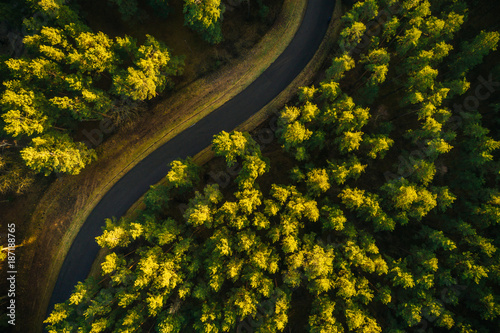 Aerial view on pine forest, road surrounded with pine trees from above