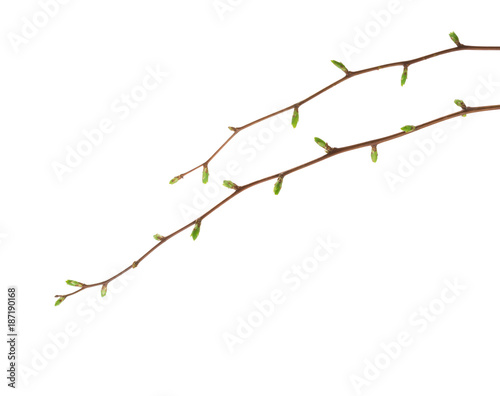 Two branches with buds by early spring isolated on white background