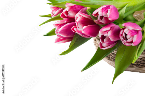 pink tulips in a basket, on a white background, there is a place for an inscription