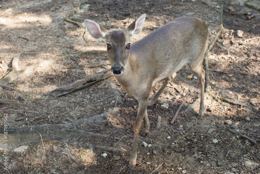Cautious roe deer looks at the camera. Close-up Cautious roe deer looks at the camera. Close-up