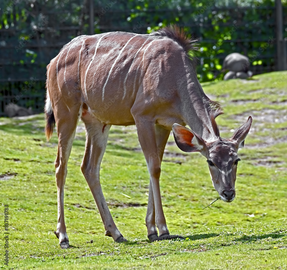 Naklejka premium Lesser kudu antelope. Latin name - Tragelaphus imberbi