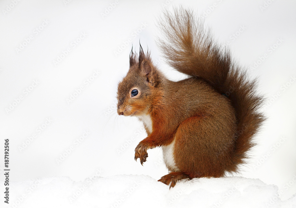 Red squirrel sitting in the snow against white background