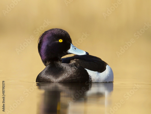 Male Tufted Duck swimming in the pond