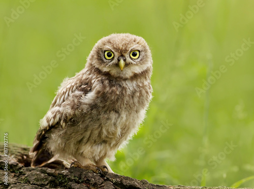 Juvenile Little Owl (Athene noctua) perching on a tree
