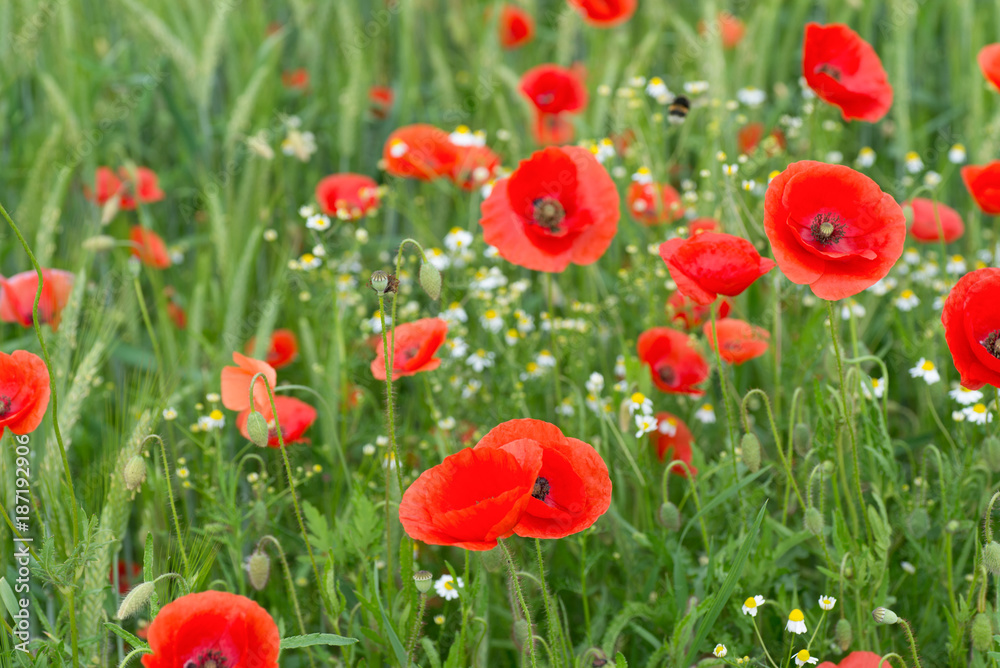 Mohnblumen - Mohnblüte Mohnblumen - Mohnblüte
