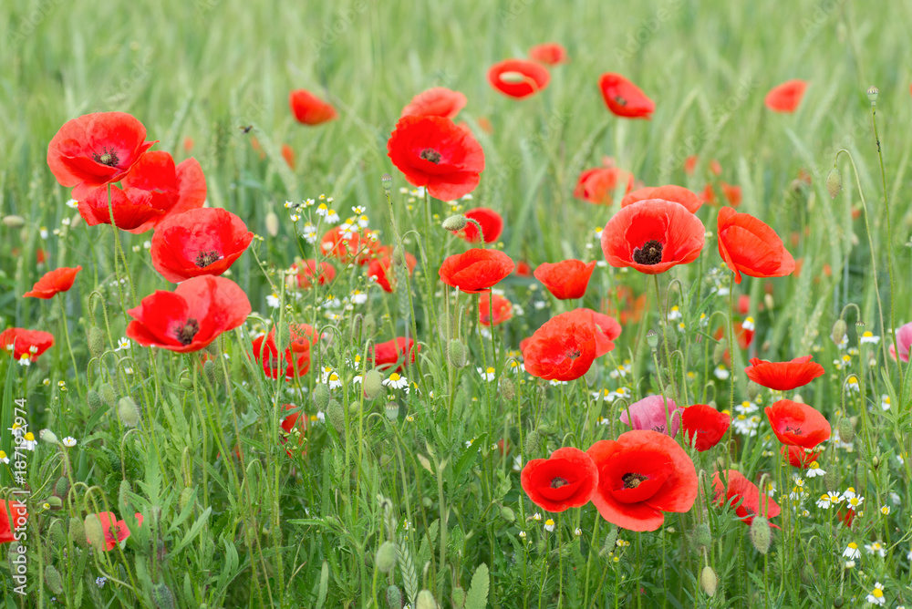 Obraz premium Mohnblumen - Mohnblüte