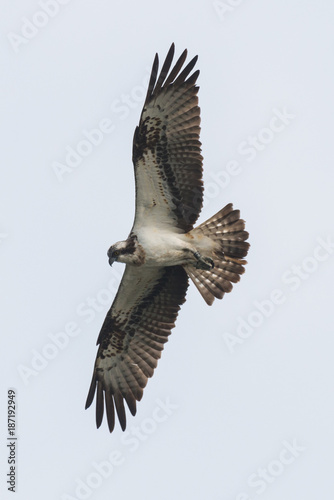 Osprey Hunting Pandion haliaetus