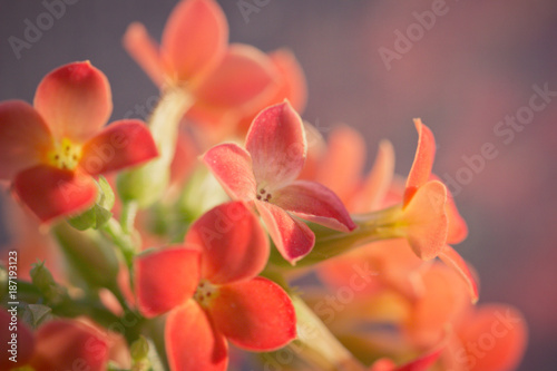 Flowers of a Flaming Katy (Kalanchoe blossfeldiana)