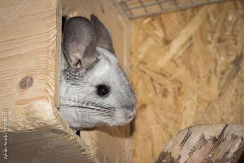 Chinchilla looks interested (Chinchillidae)