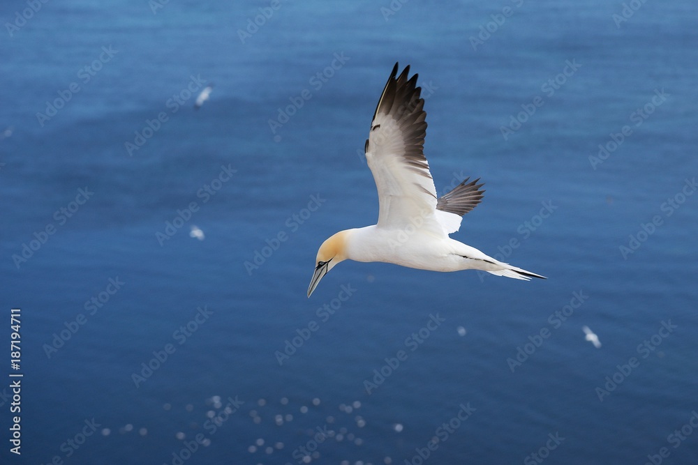 utiful Picture of flying Northern gannet over the ocean during the sunny summer day. Picture taken close the Helgoland island in the Nord sea where is biggest gannet colony in Europe. utiful Picture of flying Northern gannet over the ocean during the sunny summer day. Picture taken close the Helgoland island in the Nord sea where is biggest gannet colony in Europe.