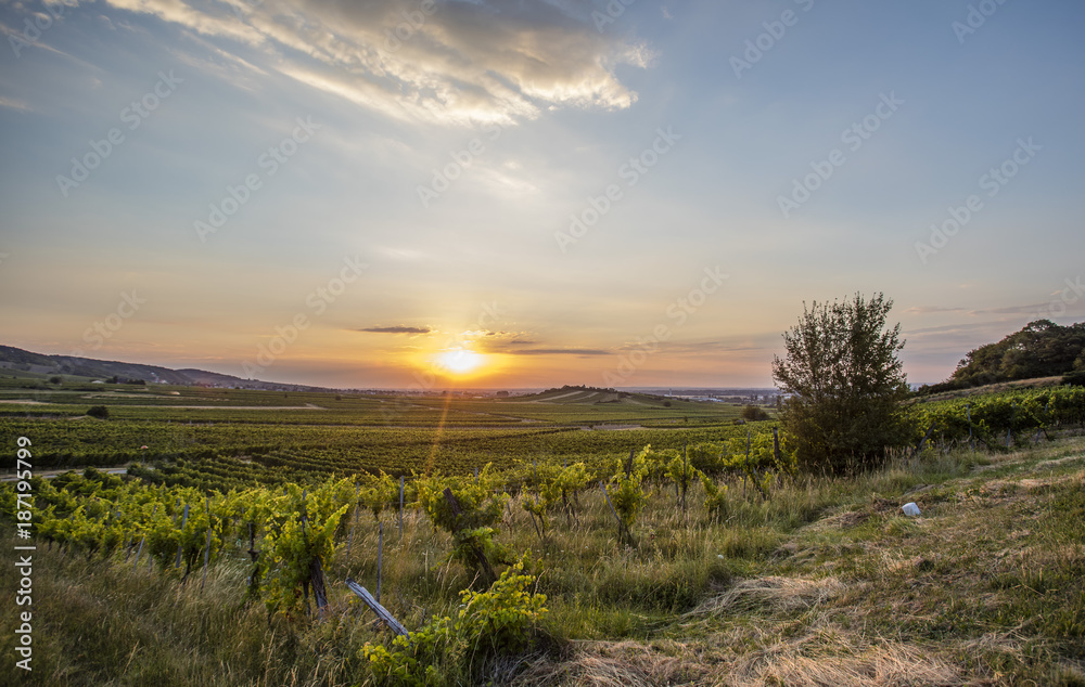 sun rise over the green vineyards valley in sprint time