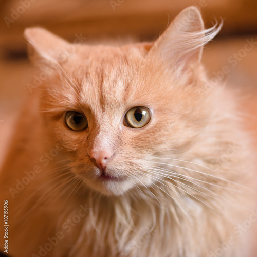 Portrait of a red cat.Animal is depicted closeup the full face. In the home of life. Interior decoration.
