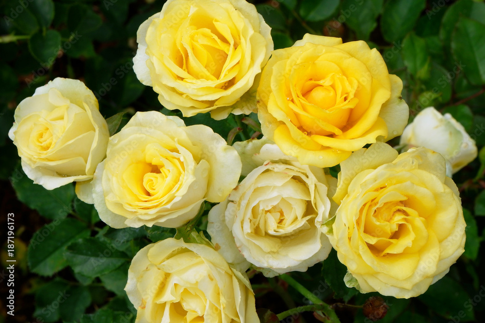 Yellow Rose flowers blooming for background. Yellow Rose flowers blooming for background.