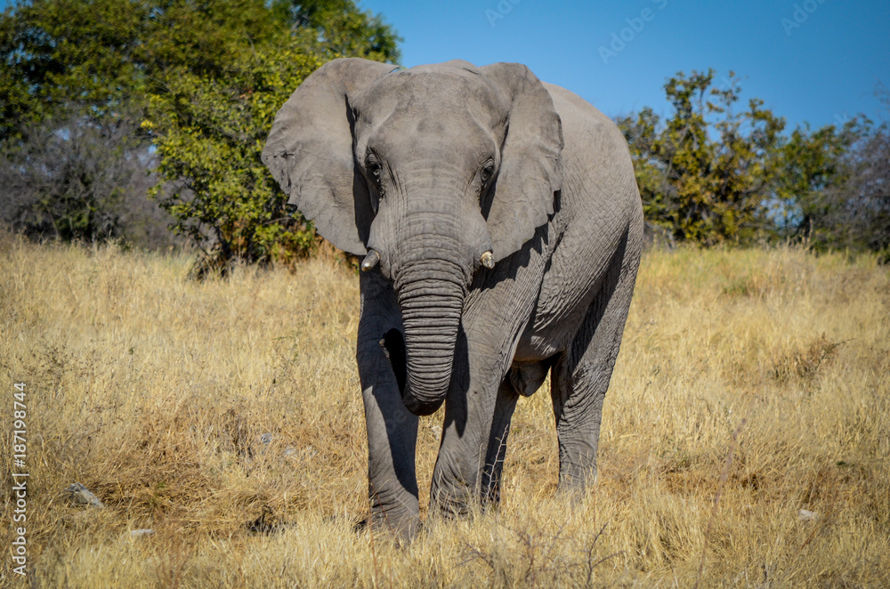 Obraz premium Afrikanischer Elefant / Etosha Nationalpark, Namibia