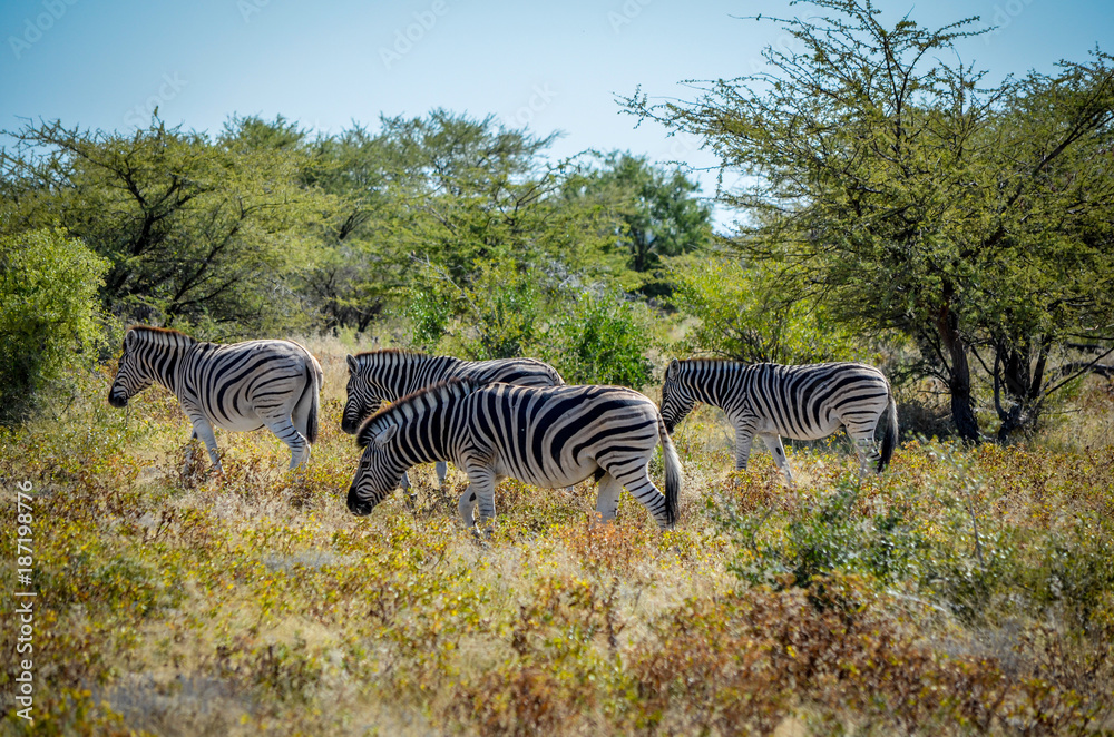 Naklejka premium Zebras