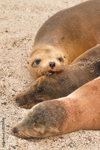 Sea lion family, Loberia Beach, Galapagos Islands, Ecuador