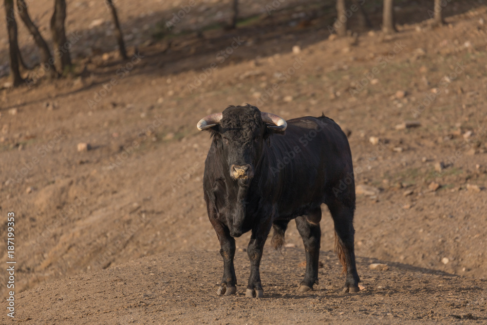 Fototapeta premium Bull looking3