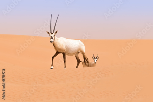 Oryx family in the dunes of the Dubai Desert Conservation Reserve, UAE photo