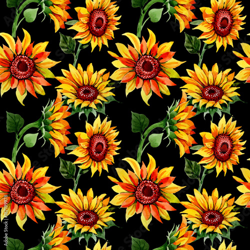 Wildflower sunflower flower pattern in a watercolor style. Full name of the plant  sunflower. Aquarelle wild flower for background  texture  wrapper pattern  frame or border.