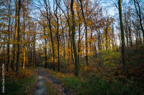 Walkway in forest in colorful autumn, Little Carpathian, Slovakia, Europe