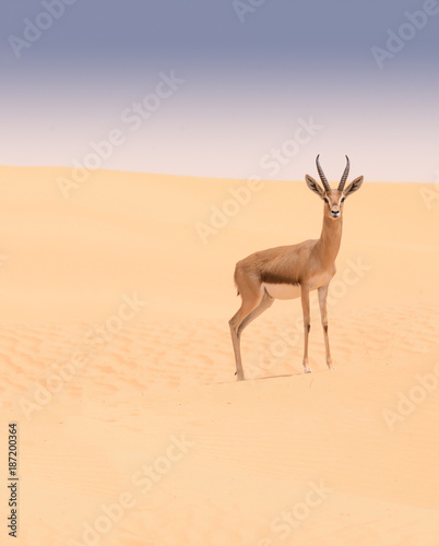 Arabian gazelle  Dubai Desert Conservation Area  UAE