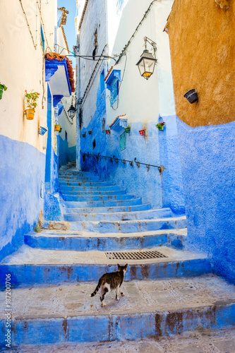 Cat in the street of Chefchaouen, Morocco © dinozzaver