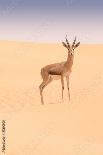 Arabian gazelle, Dubai Desert Conservation Area, UAE photo