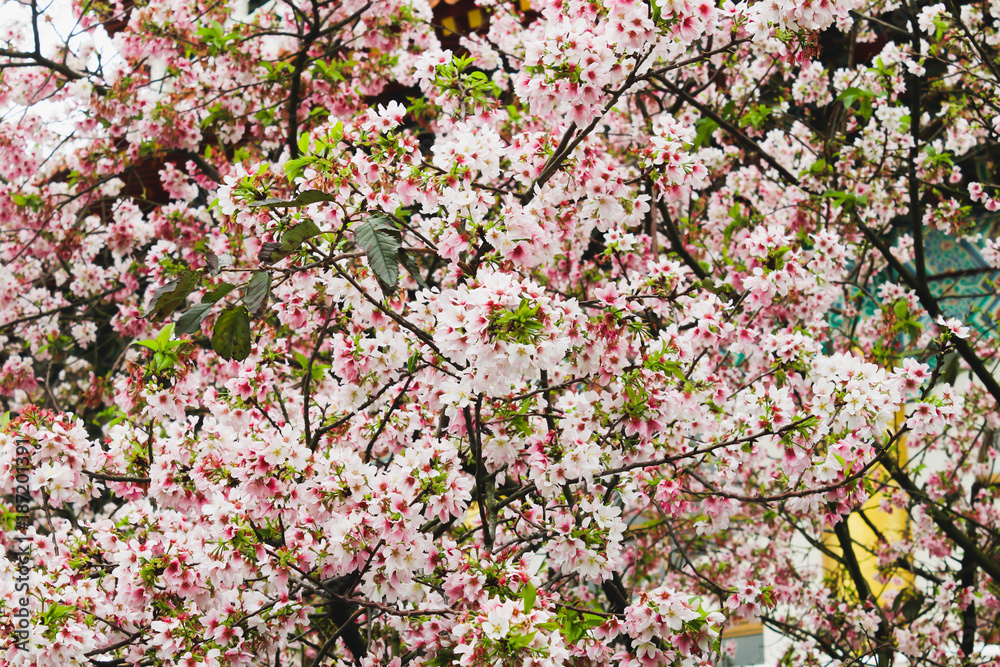 Closeup Group White and Pink Beautiful cherry blossom sakura pink and white in Tianyuan Temple,Taiwan Closeup Group White and Pink Beautiful cherry blossom sakura pink and white in Tianyuan Temple,Taiwan