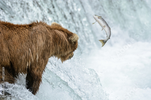 A Grizzly bear catching salmon, Brook falls, Alaska photo