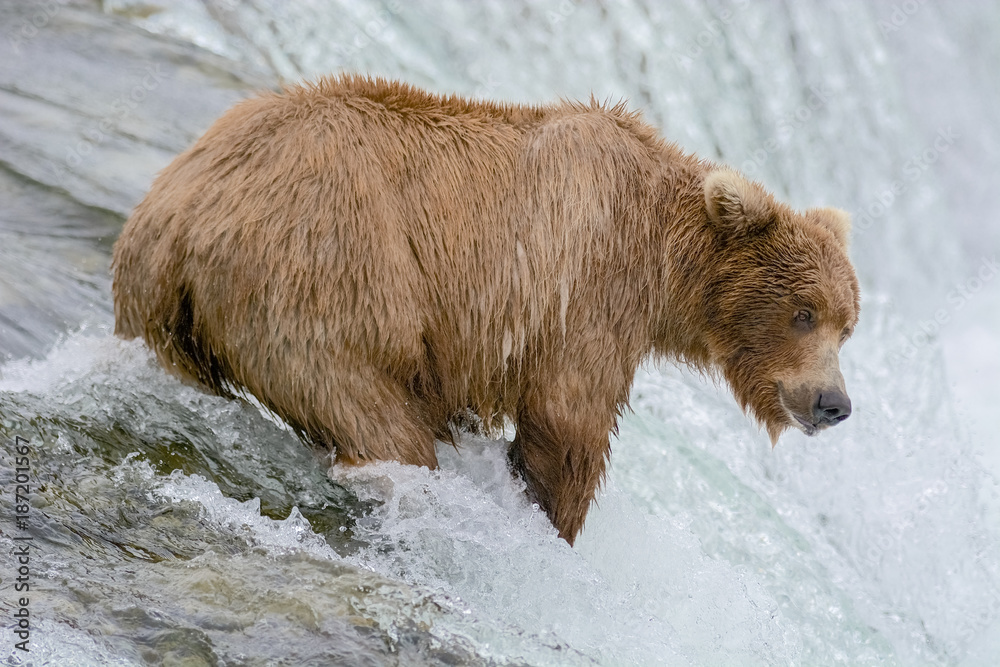 A Grizzly bear catching salmon, Brook falls, Alaska A Grizzly bear catching salmon, Brook falls, Alaska