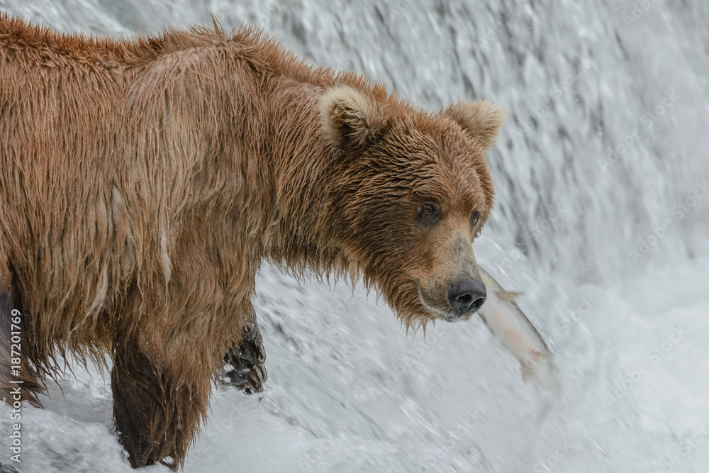 A Grizzly bear catching salmon, Brook falls, Alaska A Grizzly bear catching salmon, Brook falls, Alaska