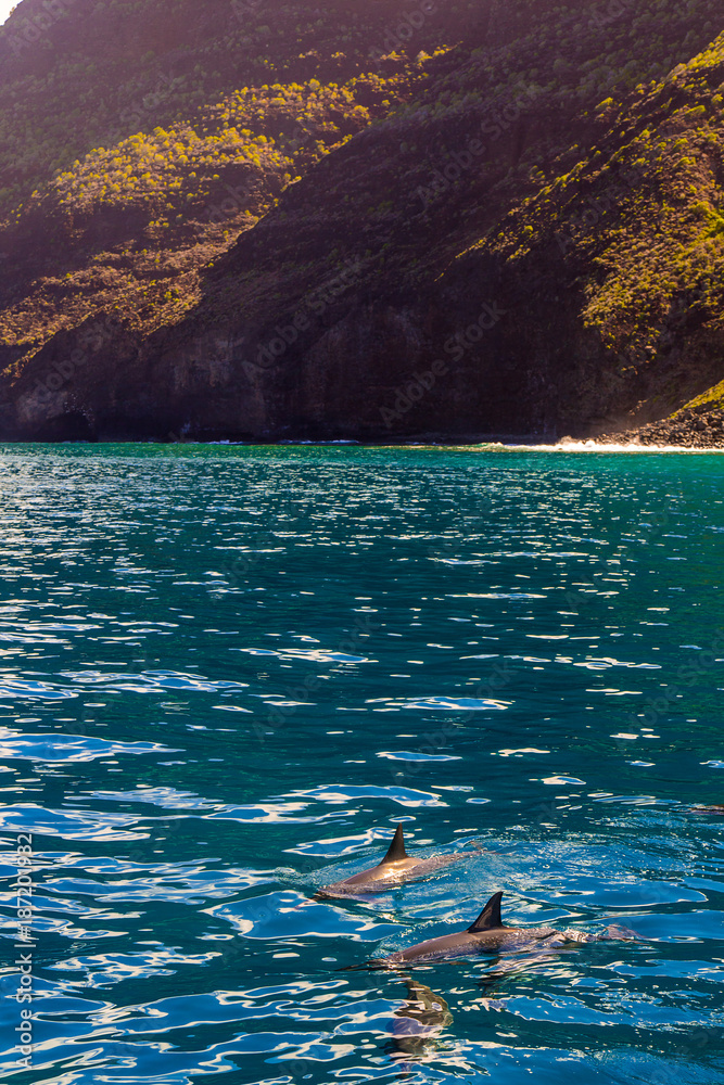 Fototapeta premium Beautiful dolphins swimming in the waves by the Na Pali cliffs near Kauai island. Hawaii Pacific Ocean wildlife scenery. Marine animals in natural habitat.