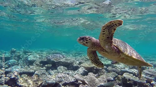 Hawksbill sea turtle swims foraging in the coral reef