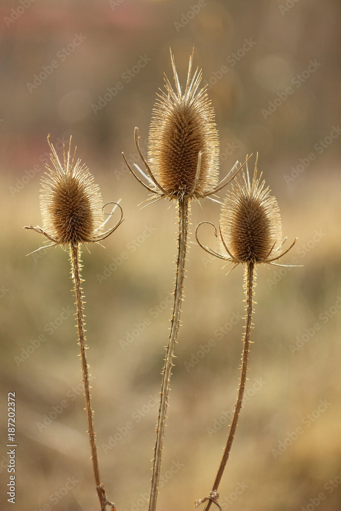 Dry thistle, common thistle, on spring - autumn background. Dry thistle, common thistle, on spring - autumn background.