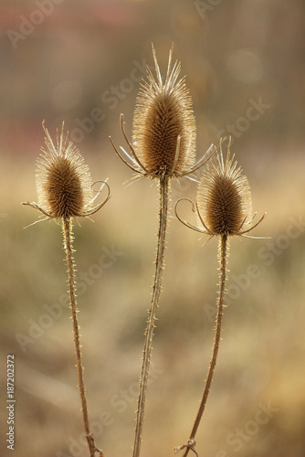 Dry thistle  common thistle  on spring - autumn background.