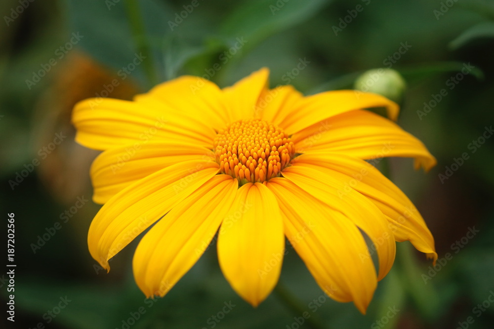 Close up isolated yellow mexican sunflower in the garden in Thailand look beautiful and fresh Close up isolated yellow mexican sunflower in the garden in Thailand look beautiful and fresh