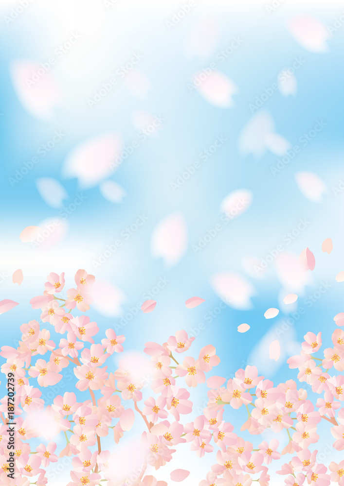 Fototapeta Sakura puszyste niebieskie płatki