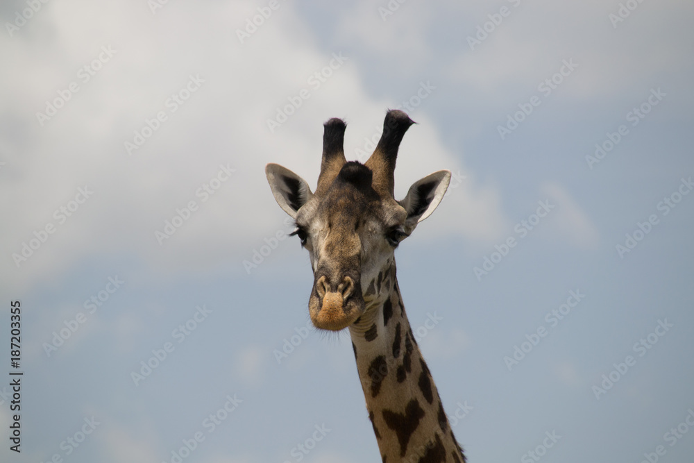 Head of Giraffe Head of Giraffe