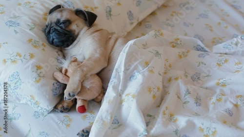 Cute puppy the pug sleeping in the bed covered with blanket and embracing plush toy.