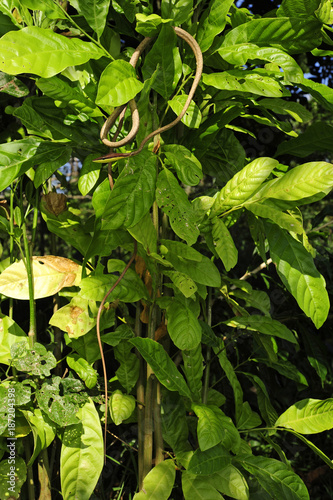 Erzspitzschlange (Oxybelis aeneus) - Brown Vine Snake /Honduras