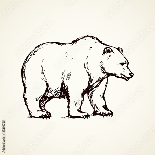Bear. Vector drawing