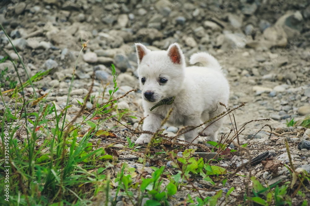 a white little puppy running and playing in the green grass a white little puppy running and playing in the green grass
