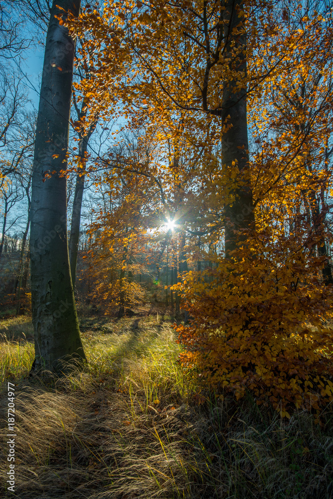 Fototapeta premium Deep forest in sunset in colorful autumn, little Carpathian, Slovakia, Europe
