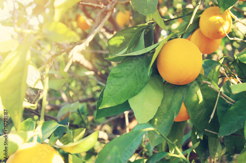 Rural landscape image of orange trees in the citrus plantation.