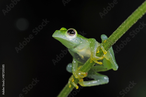 Glasfrosch (Teratohyla pulverata) - Powdered glass frog