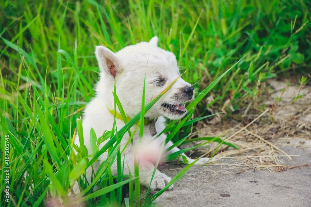 a white little puppy running and playing in the green grass a white little puppy running and playing in the green grass