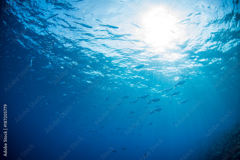 Obraz premium カスミアジ